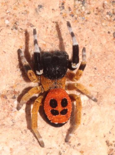 Eresus sp.